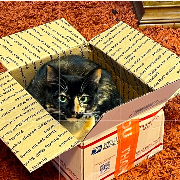 Dooney and Bourke Snake Skin clutch wristlet pouch bag, see MATCHING bag too! - Picture 8 of 8